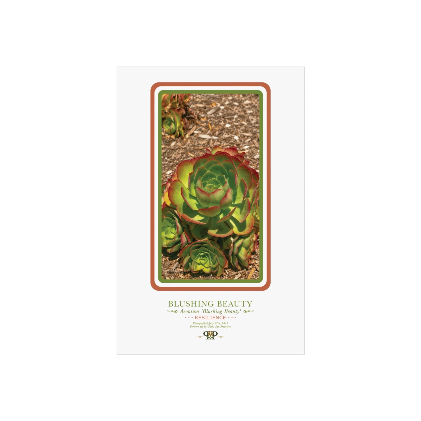 Green Succulent Fine Art Poster | Botanical Wall Art | Resilience Nature Print