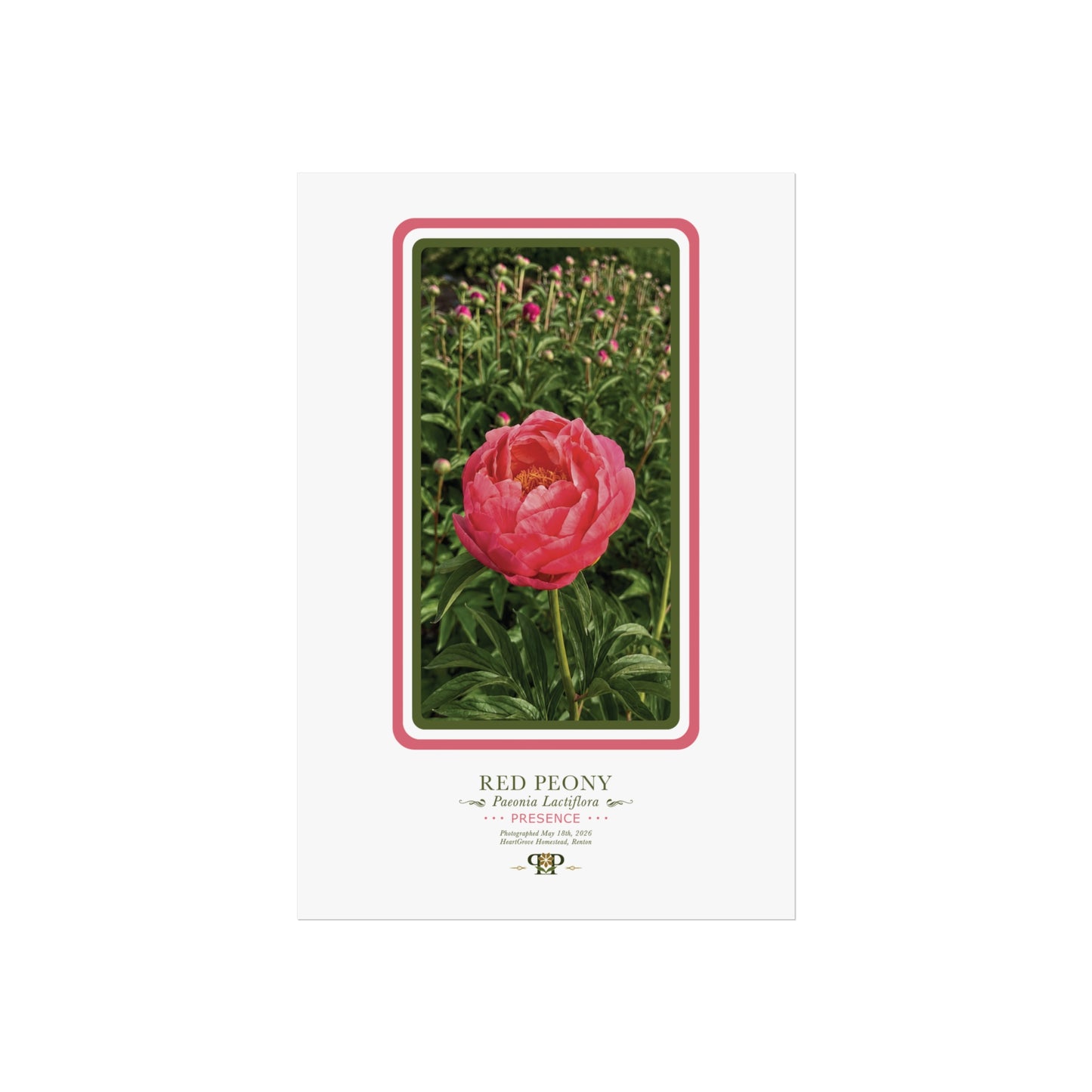Red Peony Fine Art Poster | Botanical Wall Art | Presence Nature Print