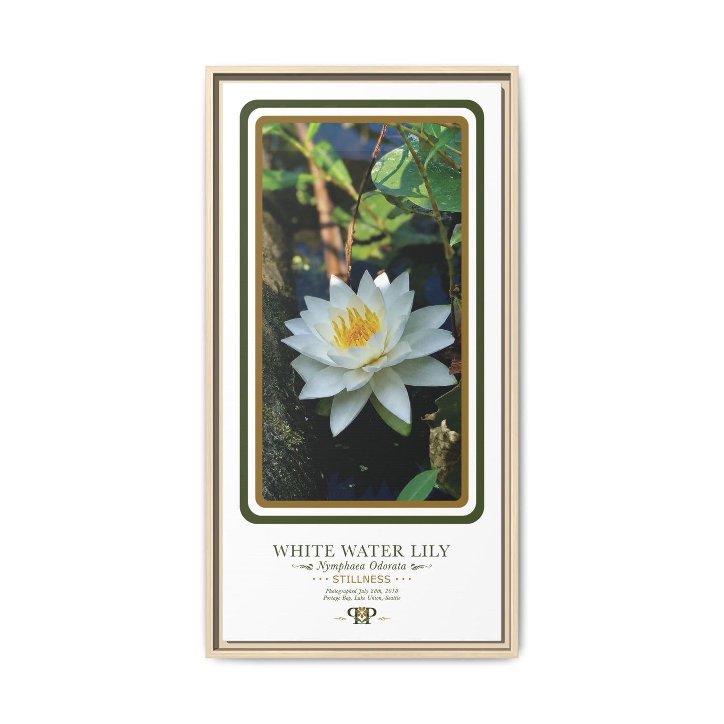 Framed "Stillness" White Water Lily Botanical Wall Art - "PRIDE, PLANTED: ROOTED IN WORTH" COLLECTION
