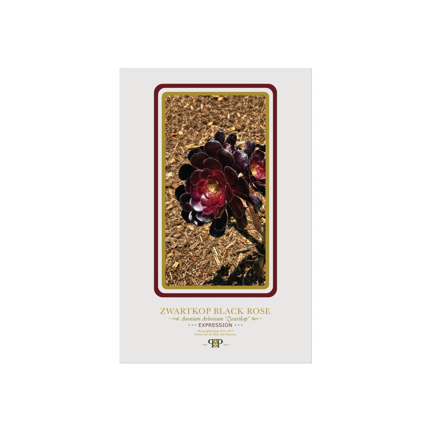 Black Rose Fine Art Poster | Botanical Wall Art | Expression Nature Print