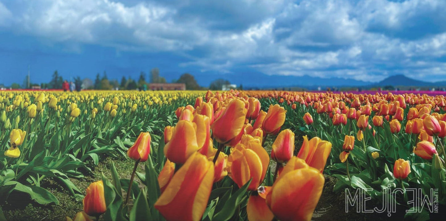 "TULIPANES 001 — Chromatic" Skagit Valley Tulip Field Print — Matte Canvas Wall Art